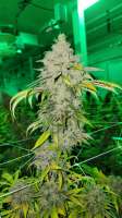 Greenpoint Seeds Copper Chem - ein Foto von SAsince1794