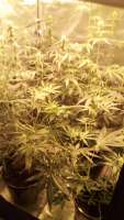 Growers Choice Blue Berry Autoflowering - ein Foto von CrisEgal