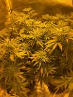 Bild von EasyLifeGrows (Pink Crystal)