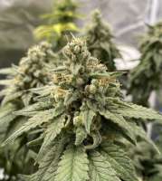 Growers Choice Purple Haze - ein Foto von starburst1212