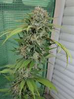 Growers Choice White Fire OG - ein Foto von hemp47