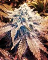 Bild von GetSeedsRightHere (Green Kandy Crack)