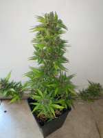 Bild von Gggrower24k (Purple Crunch Auto CBD)