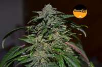 Hang On! Genetics Rocket Berry - ein Foto von HangOnGenetics