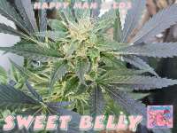 Happy Man Seeds Sweet Belly - ein Foto von HappyMan