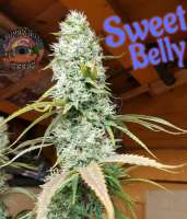 Happy Man Seeds Sweet Belly - ein Foto von HappyMan