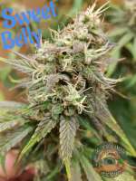 Happy Man Seeds Sweet Belly - ein Foto von HappyMan