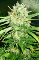 Hazeman Seeds Strawberry Cough - ein Foto von Ticfusama