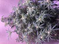 Heavyweight Seeds Fruit Punch - ein Foto von Waveykid