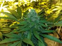 Heavyweight Seeds Green Ninja - ein Foto von FarmerWhiskers