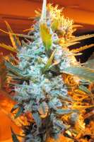 Heavyweight Seeds Strawberry Cheesecake - ein Foto von mikeyt