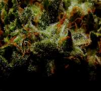 Hemcy Genetics Alpha Bud - ein Foto von Farma