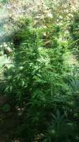 Hero Seeds Old Early Skunk - ein Foto von Bangatox