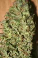 High Quality Seeds Original Haze x Skunk - ein Foto von Worldsfinest0