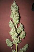 Bild von Worldsfinest0 (Original Haze x Skunk)