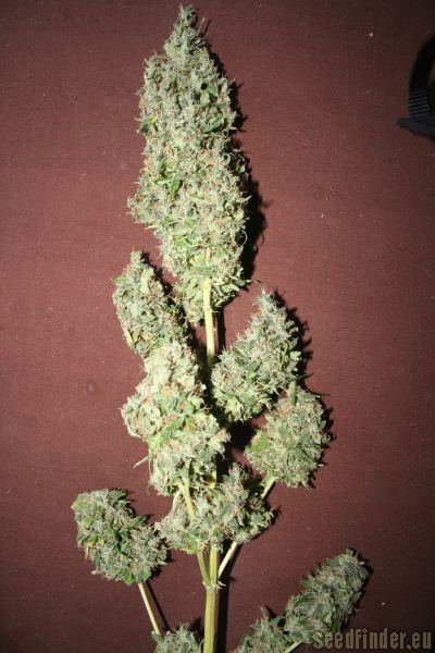 High Quality Seeds Original Haze x Skunk