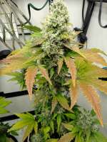 HillBilly Herb Grower Zam's Poison - ein Foto von HillBillyHerb