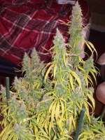 Holy Smoke Seeds Malange Gold - ein Foto von tropics