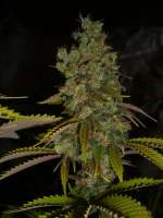 Bild von Anonym (Super Sour Skunk)