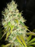 Bild von Anonym (Super Sour Skunk)