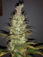 Howe Farms Fall Haze - ein Foto von HoweFarms