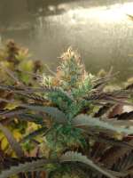 Howe Farms Fall Medicine - ein Foto von HoweFarms