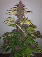 Howe Farms Fall Medicine - ein Foto von HoweFarms