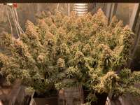 Huba Seed Bank Purple Berry Auto - ein Foto von HubaSeedBank