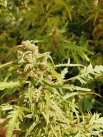 Humboldt Seed Company Freakshow - ein Foto von GratefulUndead