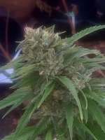 Humboldt Seed Company Old Growth OG - ein Foto von biglug