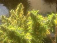 Humboldt Seed Company Old Growth OG - ein Foto von Biglug