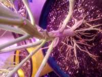 Humboldt Seed Company Purple Panty Dropper Auto - ein Foto von Scoob