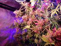 Humboldt Seed Company Purple Panty Dropper Auto - ein Foto von Scoob