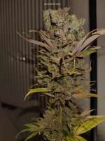 Humboldt Seed Organisation Blue Dream - ein Foto von BDhunter