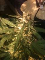 Bild von drsizzurp69 (Blue Dream)