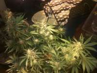 Bild von drsizzurp69 (Blue Dream)