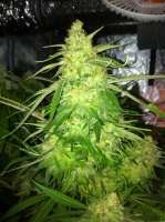 Bild von drsizzurp69 (Blue Dream)