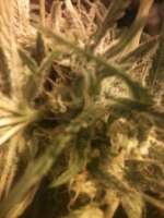 Bild von drsizzurp69 (Blue Dream)