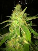 Bild von drsizzurp69 (Blue Dream)