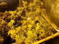 Bild von hemp47 (Blue Dream)