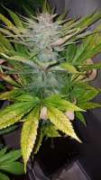 Bild von BlackDomina (Blue Dream)