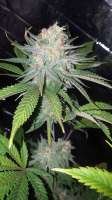 Bild von BlackDomina (Blue Dream)