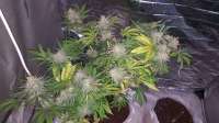 Bild von BlackDomina (Blue Dream)