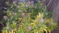 Bild von BlackDomina (Blue Dream)