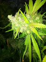 Bild von drsizzurp69 (Blue Dream)