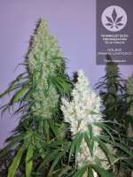 Humboldt Seed Organisation Blue Dream - ein Foto von pineappleltd