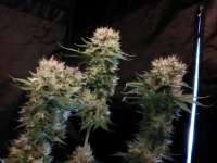 Bild von LEDgrowman (Blueberry Headband)