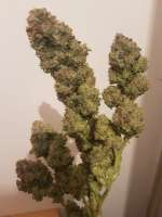 Humboldt Seed Organisation Bubba Kush - ein Foto von Spokesperson