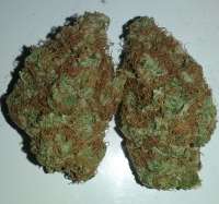 Bild von chico (Bubba Kush)