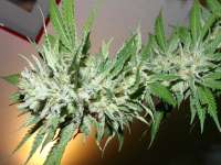 Bild von hemp47 (Chemdawg)